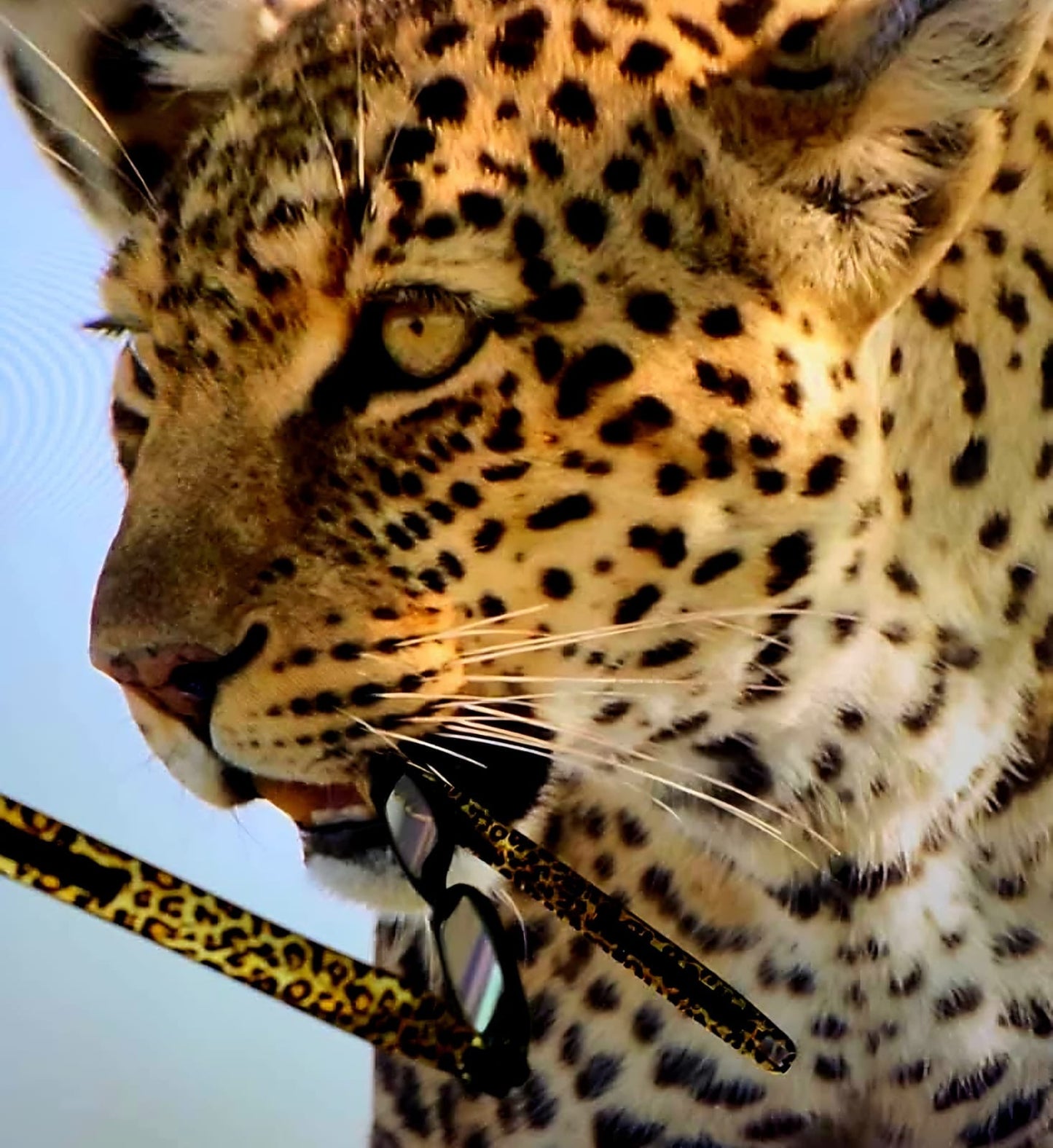 Figoline Wild Leopard